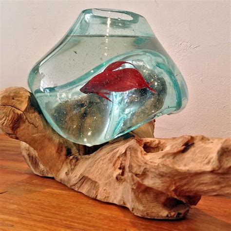 Betta Fish Bowl Unique Molten Glass On Teak Driftwood M197 Asap Aquarium