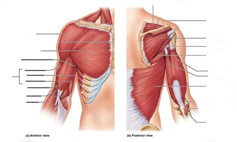 Muscles Crossing The Shoulder And Elbow Joint Acting On The Arm And