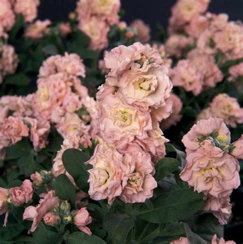 Цветок ночная фиалка ?: уход, посадка, выращивание, сбор семян ...