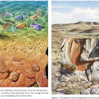 Ediacaran fossils and their reconstruction from the Neoproterozoic of... | Download Scientific ...