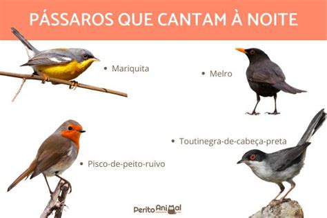 24 passarinhos que CANTAM Características e VÍDEOS