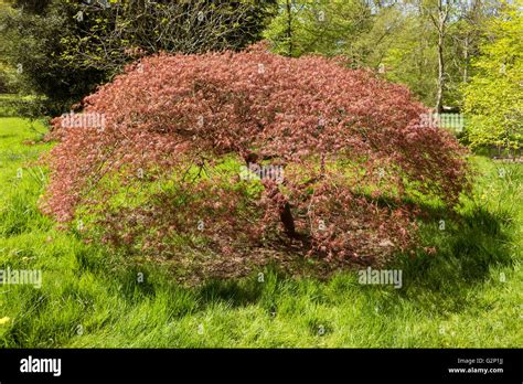 Acer Palmatum Viridis Stockfotos Und Bilder Kaufen Alamy