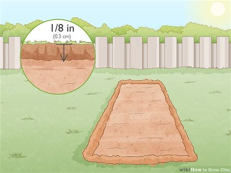 Easy Ways to Grow Chia: 11 Steps (with Pictures) - wikiHow