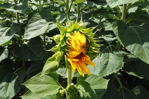 Un Capullo De Girasol En Flor Protecci N De Las Plantas Contra