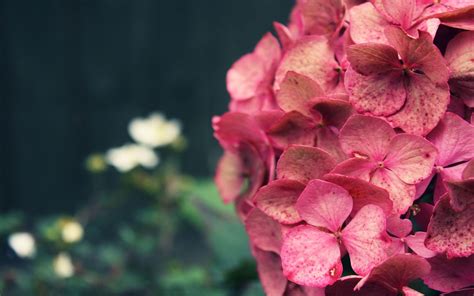 Hydrangeas Wallpapers Wallpaper Cave