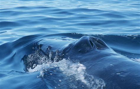 Humpback Whales Blowholes Photograph By Christopher Swannscience