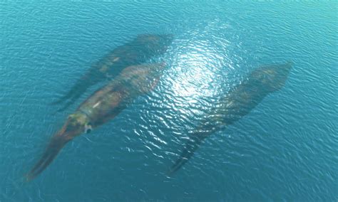 Colossal Squid vs Sperm Whale: What Are The Differences? - A-Z Animals