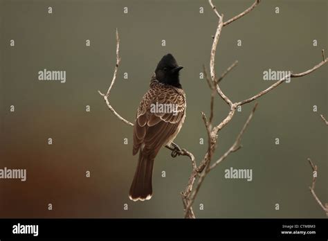 Red Vented Bulbul Resting Stock Photo Alamy