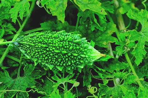 Bitter Melon Best Varieties Growing Guide Care Problems And Harvest