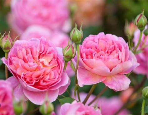 Английска роза Boscobel | Роза Boscobel | Nezabravka Roses
