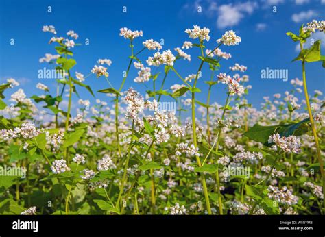 Buckwheat Plants In Field Hi Res Stock Photography And Images Alamy