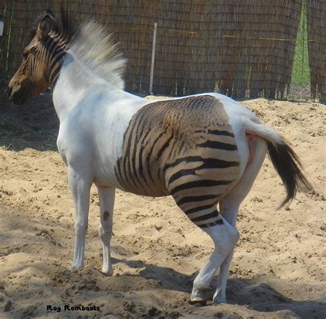 Paint Zorse Zorse Beautiful Arabian Horses Beautiful Horses