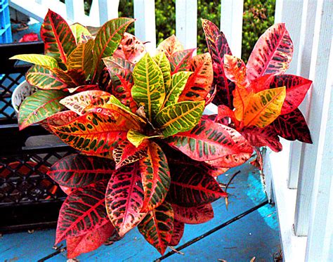 Codiaeum Variegatum Crotononline Garden Design