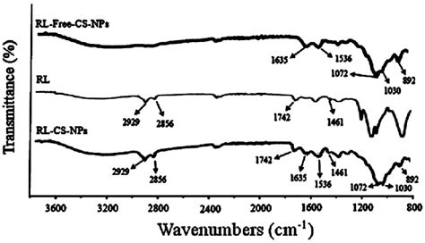 Ft Ir Spectra Of Rl Free Cs Nps Rl And Rl Cs Nps With Characteristic Download Scientific