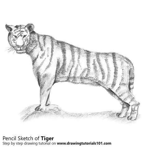 Tiger Pencil Drawing How To Sketch Tiger Using Pencils