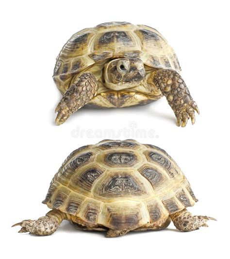 Tortoise Face And Back | Isolated Stock Image - Image: 14684929