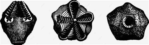 The Devonian Periods Molluscs Brachiopods Haplocrinus Mespili Mollusc