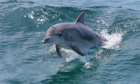 Jervis Bay Dolphin Spotting Cruise 90 Minutes Adrenaline