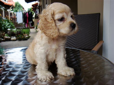 Puppies Land: Champion Lineage American Cocker Spaniel Puppy For Sales