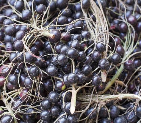 Corozo, tropical fruit of the corozo palm - ThedietMD