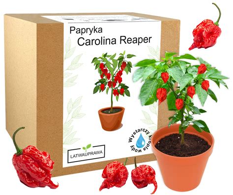 Zestaw Do Uprawy Carolina Reaper Hp B Red Nasiona Papryka Cena