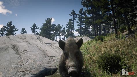 Giant Boar
