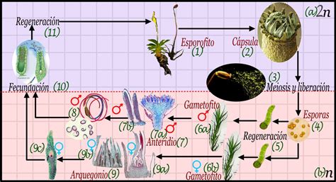 Ciencias De Joseleg 4 ReproducciÓn Y Ciclo De Vida De Los Musgos Y Otros Briofitos