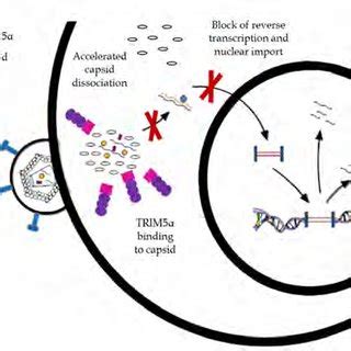 APOBEC3G Mediated Restriction Of Vif Deficient HIV 1 APOBEC3G A3G Is