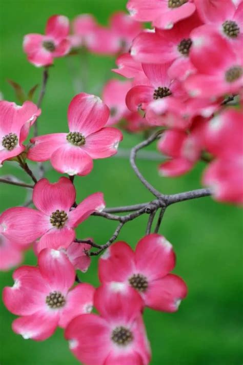 12 Best Flowering Trees In Alabama (Stunning)