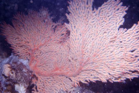 Gorgonian Coral