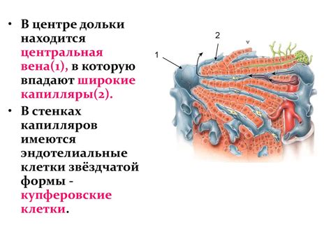 Анатомия и физиология печени - презентация онлайн