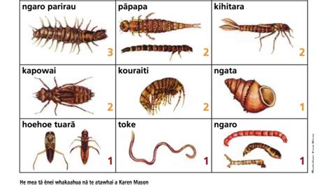 Macroinvertebrate Sampling Science Learning Hub