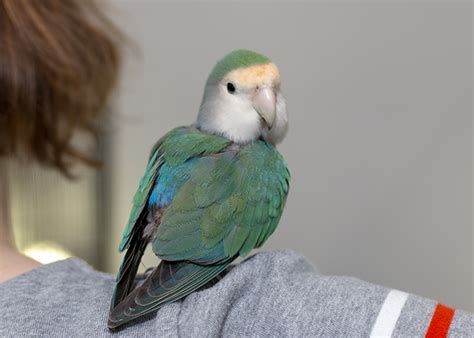 The Parrot Sanctuary - Floofy