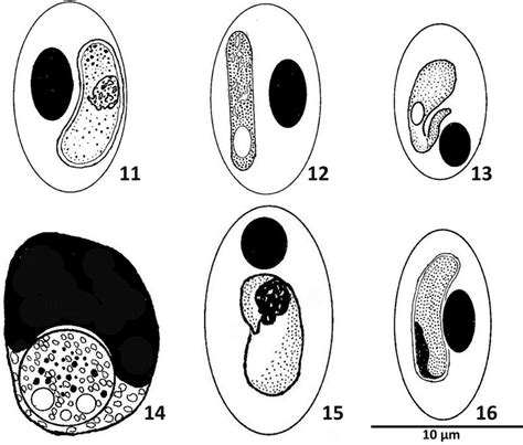 Blood stages. Line drawings of gametocytes of Haemogregarina,... | Download Scientific Diagram