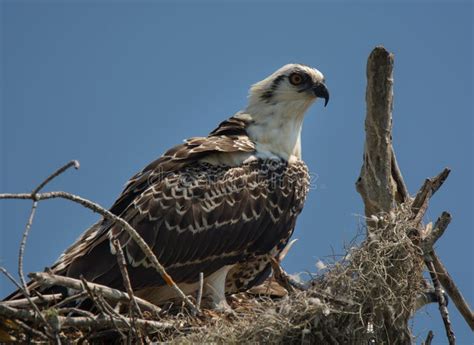 Osprey On Nest Stock Photo Image Of Wild Outdoors Nature 60603372