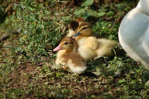 Les Canetons Poussins Canard Photo Gratuite Sur Pixabay Pixabay