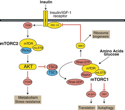 Insulin Receptor Signal Transduction Via Pi3kpkb Pathway