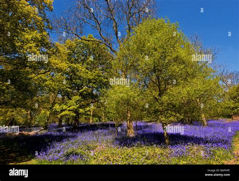 Bluebells In Woodland In Essex Stock Photo Alamy