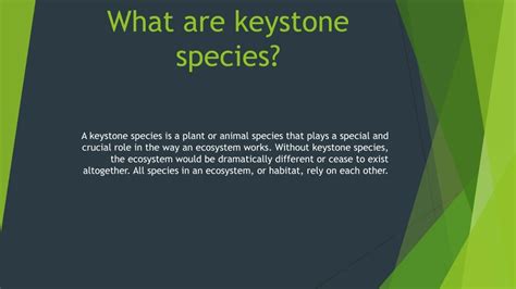 Ppt What Are Keystone Species Powerpoint Presentation Free Download