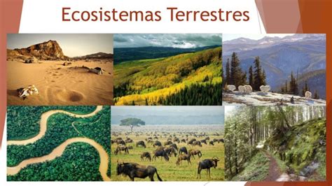 Ecosistema Terrestre Significado Origen Funci N Y Tipos The Best Porn