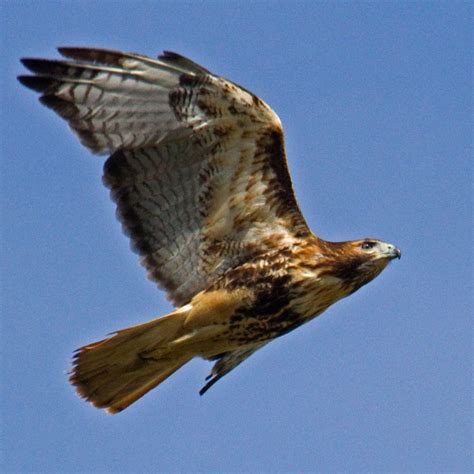 Red Tailed Hawk — Virginia Society Of Ornithology