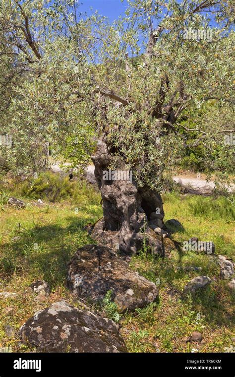 Olive Tree Olea Europaea Old Gnarly Olive Tree In An Olive Grove