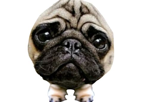 Eggpug Reggdog