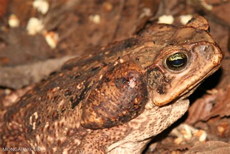 Cane Toad Bufo Marinus In The Amazon Rainforest Of Peru