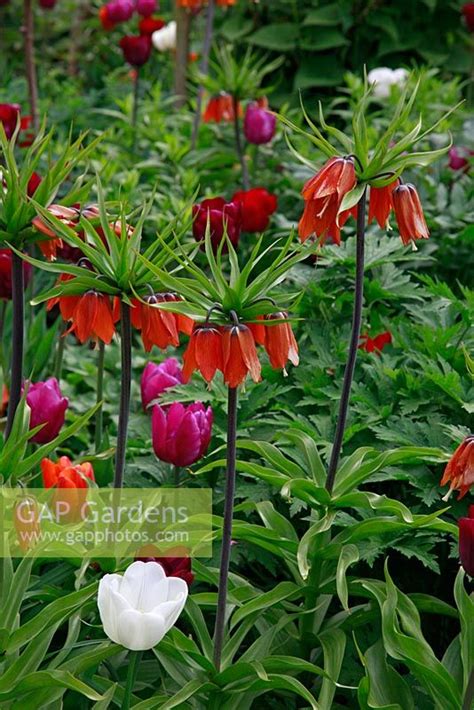 Tulipa Purple Princ Stock Photo By Hanneke Reijbroek Image 0188755