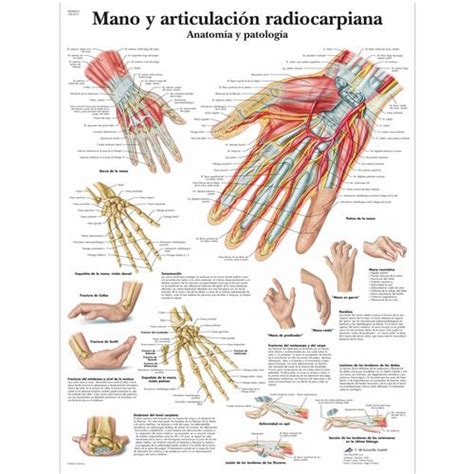 Mano Y Articulaci N Radiocarpiana Anatom A Y Patolog A