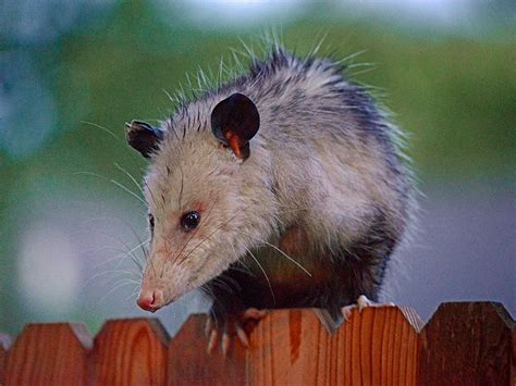 How To Keep Possums Away From Your Trash Critter Control Of Polk County