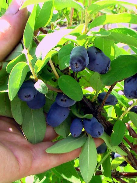 Haskap Borealis Beautiful Field Farm And Fruit Trees