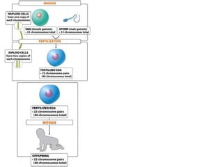 Ch Sex And Meiosis PPTX