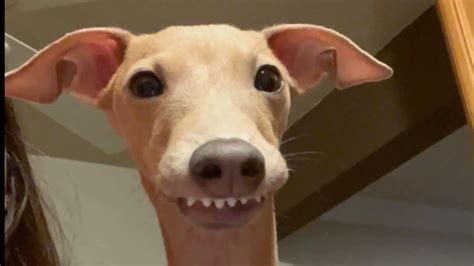 Hyper Italian Greyhound Parkours Around the House